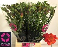 Freesia Double Mandarine 50cm 25gr.