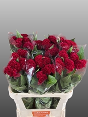 Celosia Reprise Velvet 72cm
