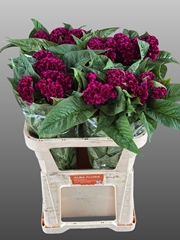 Celosia Mystic 72cm