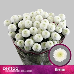 Chrysanth Spray Newton 70cm 75gr.