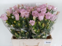 Campanula Campana Pearl Pink 60cm