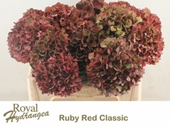 Hydrangea Rubyred Classic 40cm 13-15cm Hd