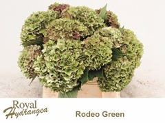 Hydrangea Rodeo Red Classic 40cm 15-17cm Hd