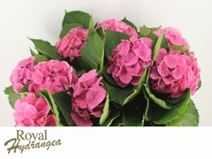 Hydrangea Elbtal Pink 50cm 12-14cm Hd