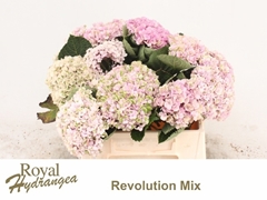 Hydrangea Revolution Pink 40cm 12-14cm Hd