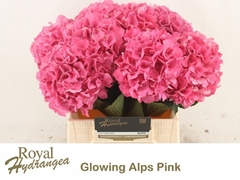 Hydrangea Glowing Alps 40cm 13-15cm Hd
