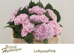Hydrangea Lolly Pop Pink 40cm 10-12cm Hd