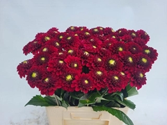 Dahlia Black Fox 60cm