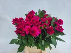 Dahlia Moulin Violet 60cm