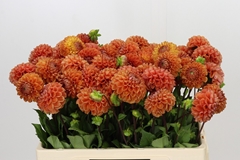 Dahlia Cornel Bronze 55cm