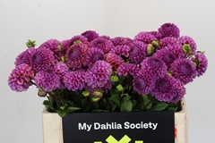 Dahlia Cornel 50cm