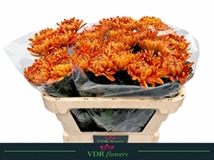 Chrysanth Single Astro 70cm 95gr.