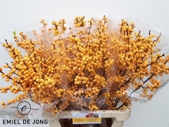Ilex Verticillata Golden Verboom 90cm