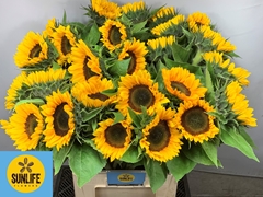 Helianthus Sunrich Orange 80cm