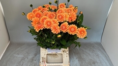 Dahlia Sylvia 55cm