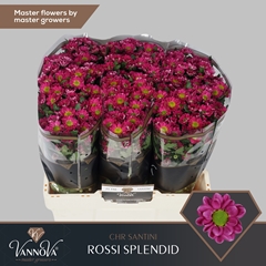 Chrysanth Santini Rossi Splendid 55cm 44gr.