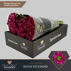 Chrysanth Santini Rossi Splendid 55cm 44gr.