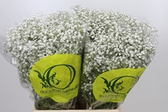 Gypsophila Paniculata Xlence 70cm 15gr.