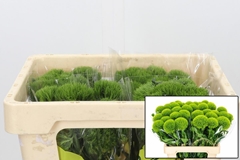 Dianthus Barb Kiwi Mellow 40cm