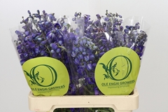 Delphinium Single Black Knight 60cm