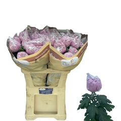 Chrysanth Single Vienna Pink 80cm 155gr.