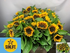 Helianthus Solano Flame 80cm