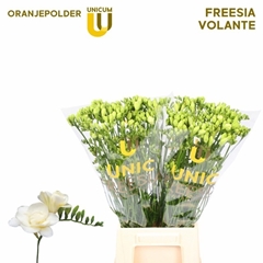 Freesia Double Volante 50cm 10gr.