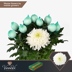 Chrysanth Single Magnum 70cm 110gr.