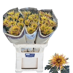Chrysanth Single Tula Autumn 80cm 125gr.