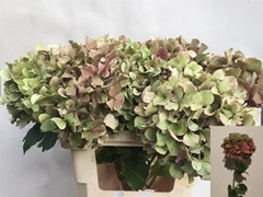 Hydrangea Sibilla Classic Red 60cm 11-13cm Hd