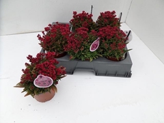 Crassula Schmidtii 13Ø 20cm
