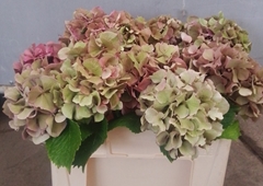 Hydrangea Sibilla Classic Red 50cm 14-16cm Hd