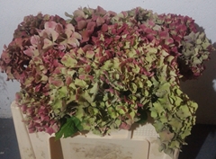 Hydrangea Sibilla Classic Red 50cm 13-15cm Hd