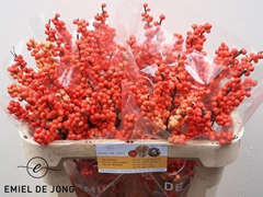 Ilex Verticillata Oudijk's Orange 70cm