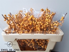 Ilex Verticillata Golden Verboom 50cm