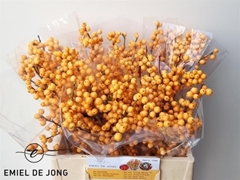 Ilex Verticillata Golden Verboom 40cm