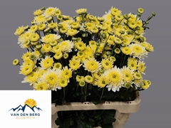 Chrysanth Spray Blenda White 60cm 45gr.