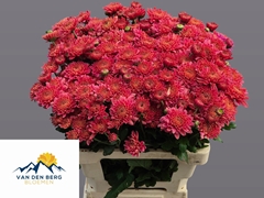Chrysanth Spray Blenda Salmon 60cm 40gr.