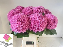 Hydrangea Royal Salute 100cm 25-27cm Hd