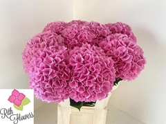 Hydrangea Royal Salute 80cm 22-24cm Hd