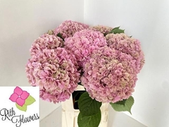 Hydrangea Royal Salute 100cm 25-27cm Hd