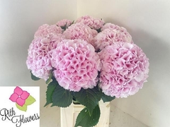 Hydrangea Royal Grandeur 80cm 22-24cm Hd