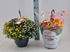 Chrysanthemum Skyfall Mix 23Ø 40cm