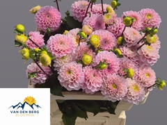 Dahlia Wizard Of Oz 50cm