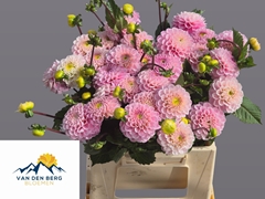 Dahlia Wizard Of Oz 35cm