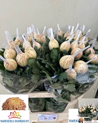 Chrysanth Single Vienna Copper 80cm 125gr.