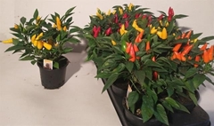 Capsicum Salsa Mix 13Ø 27cm