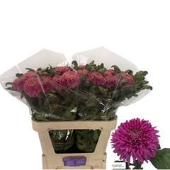 Chrysanth Single Marielle Purple 80cm 80gr.