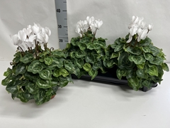 Cyclamen Super Serie Xl 15Ø 36cm