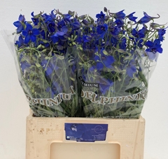 Delphinium Single Volkerfrieden 60cm